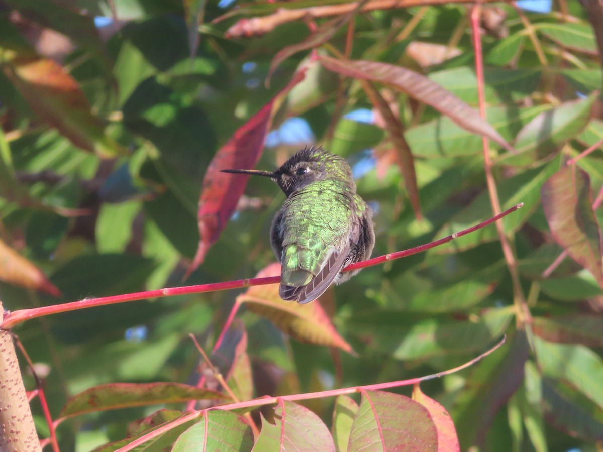 Рубиновый калипсо - ML645273157