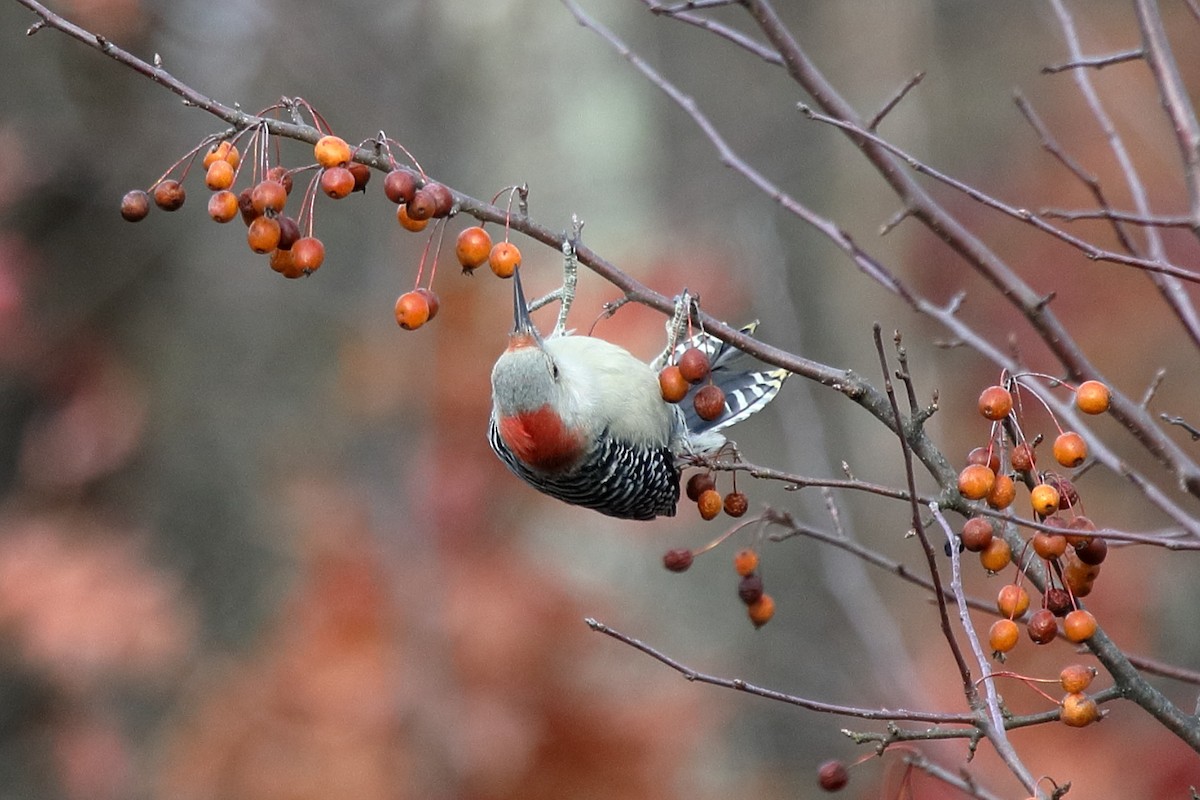 Шилоклювый дятел - ML645273158