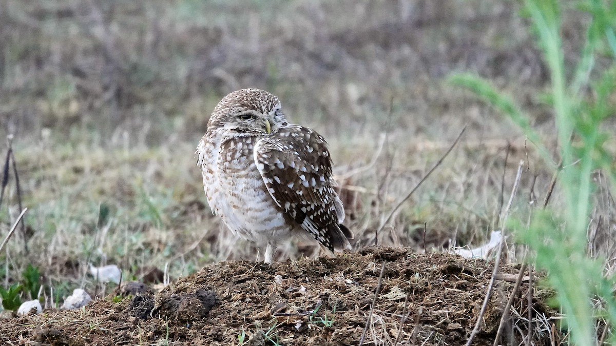 Кроличий сыч - ML645273160