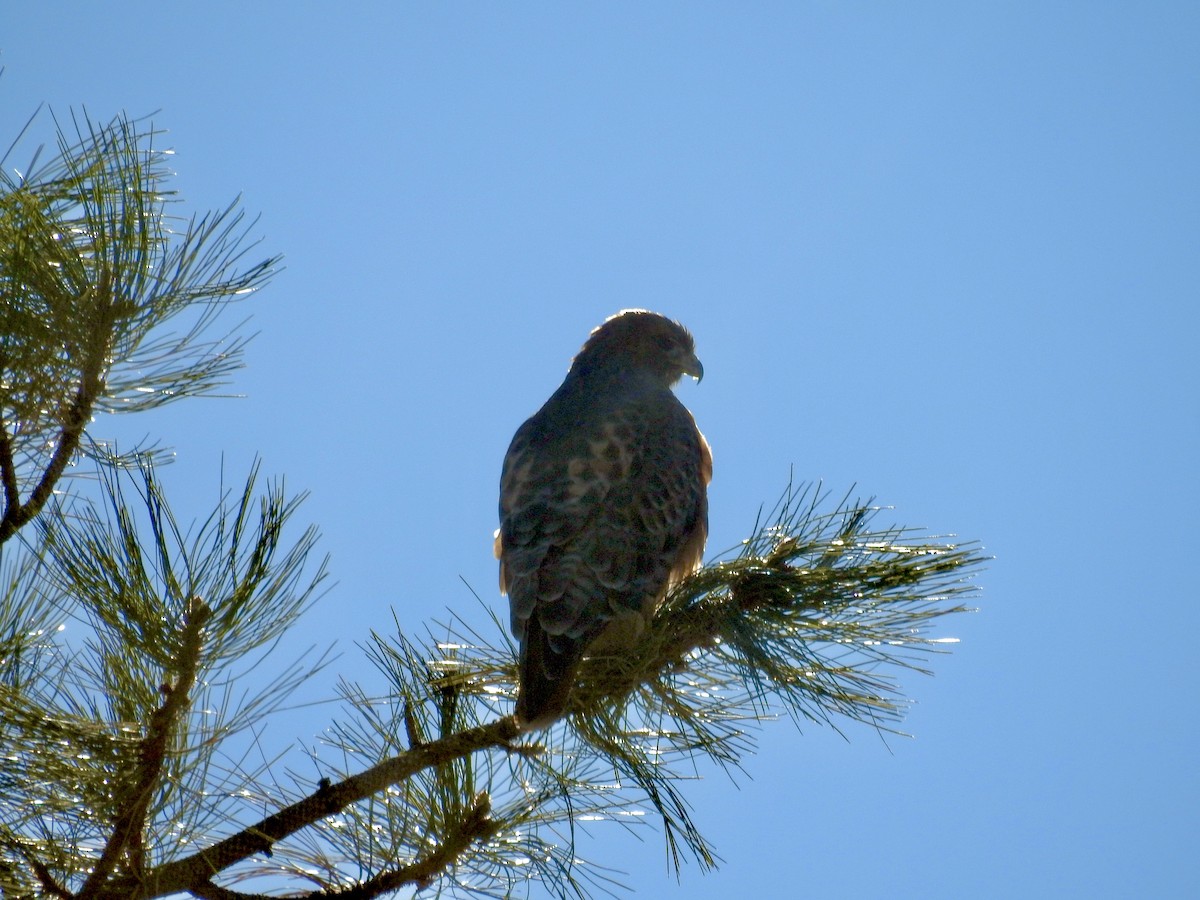 Краснохвостый канюк - ML645273161