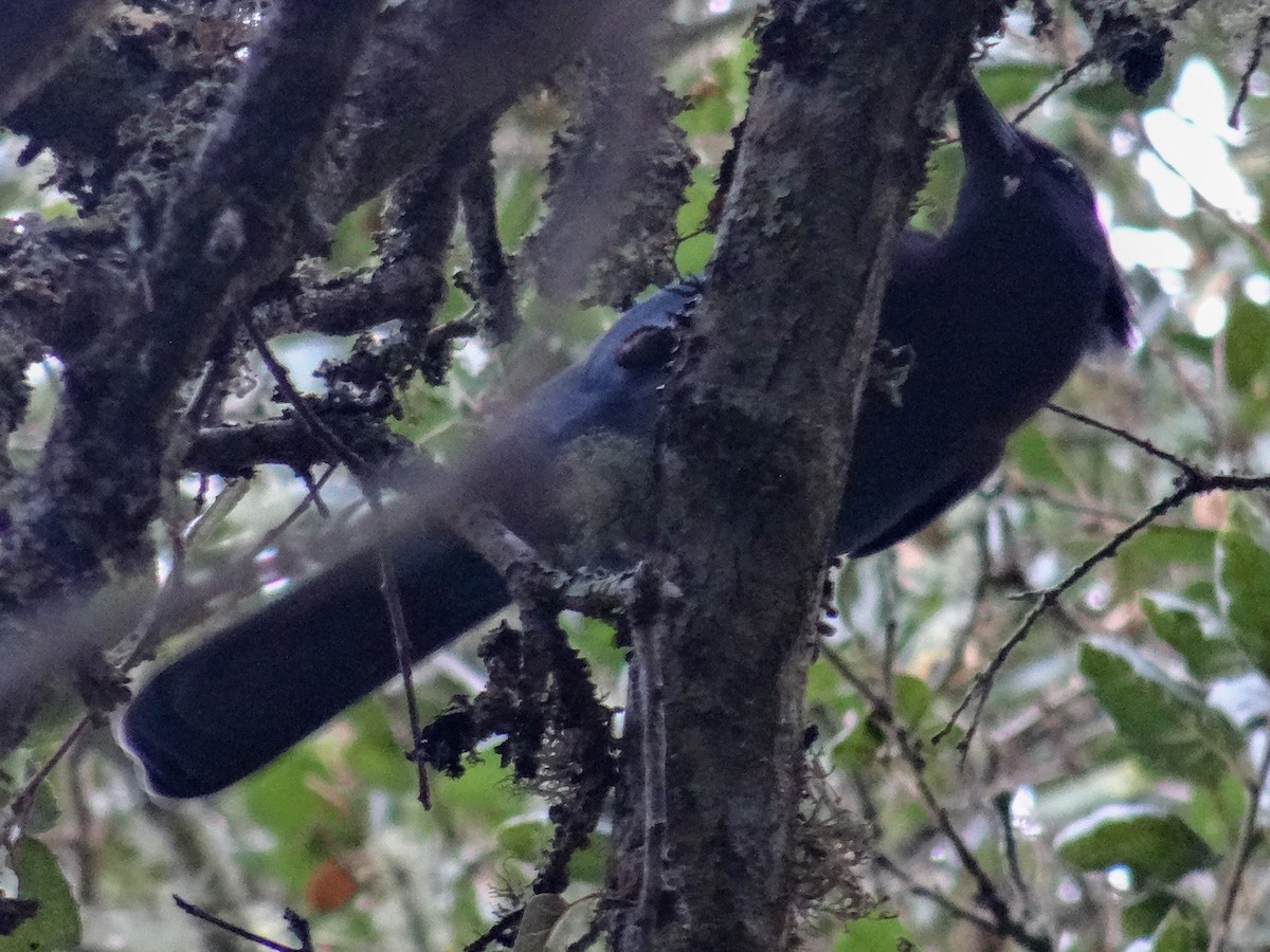 Стеллерова сойка [группа stelleri] - ML645273162