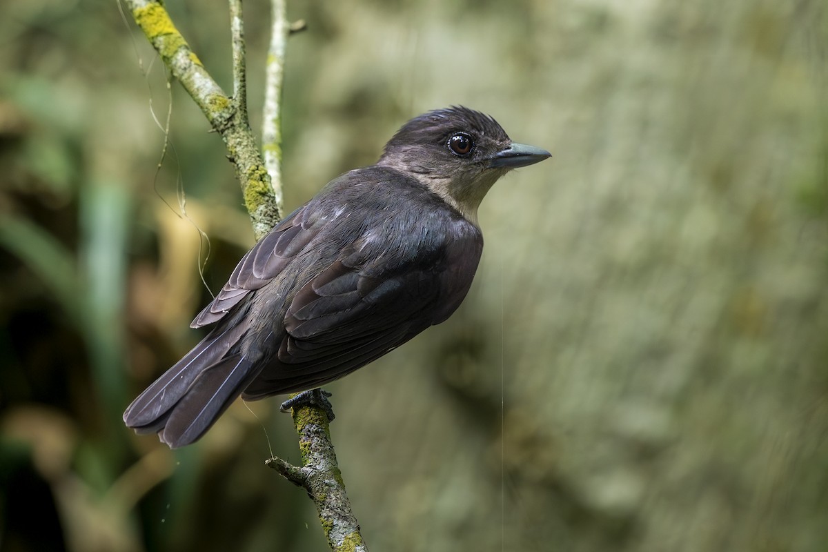 Хохлатый бекард - ML645273163