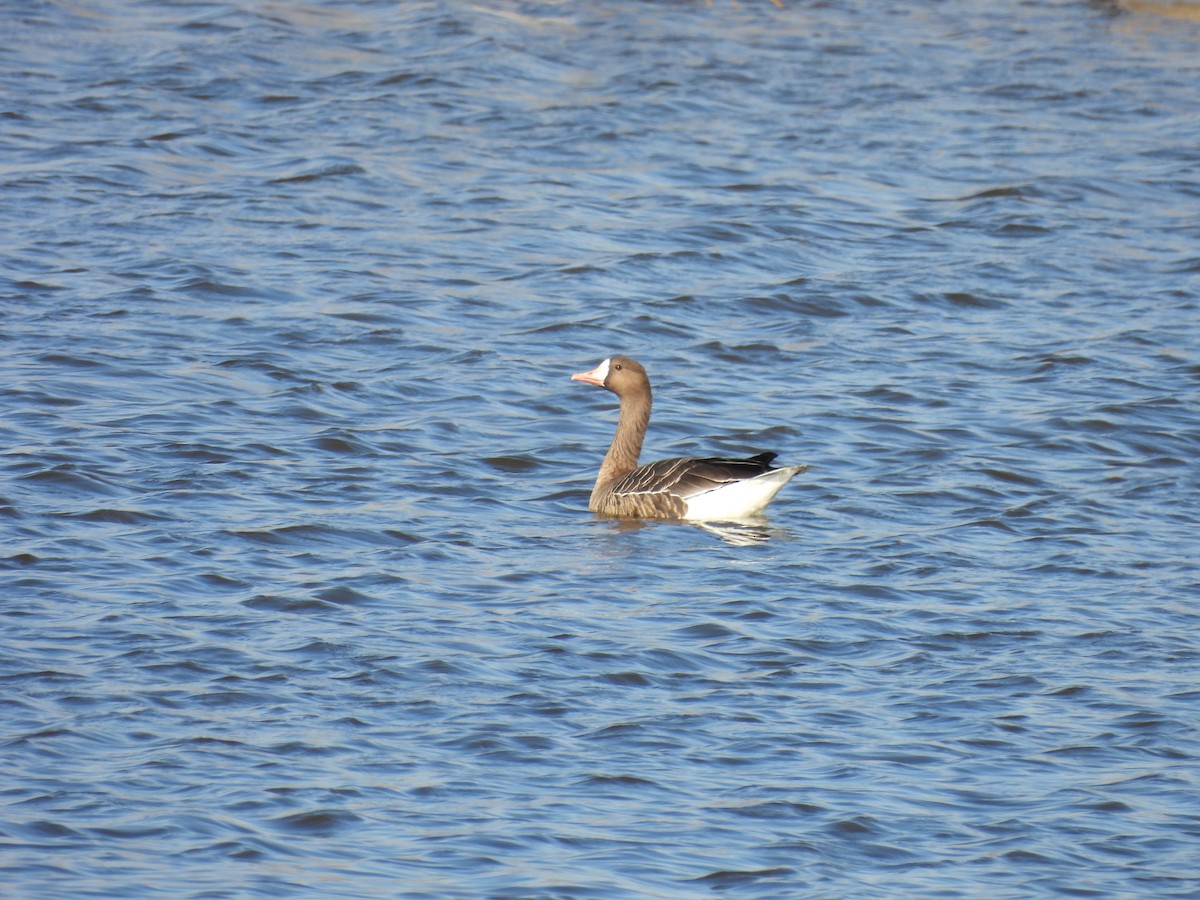 Greater White-fronted Goose - ML645273166