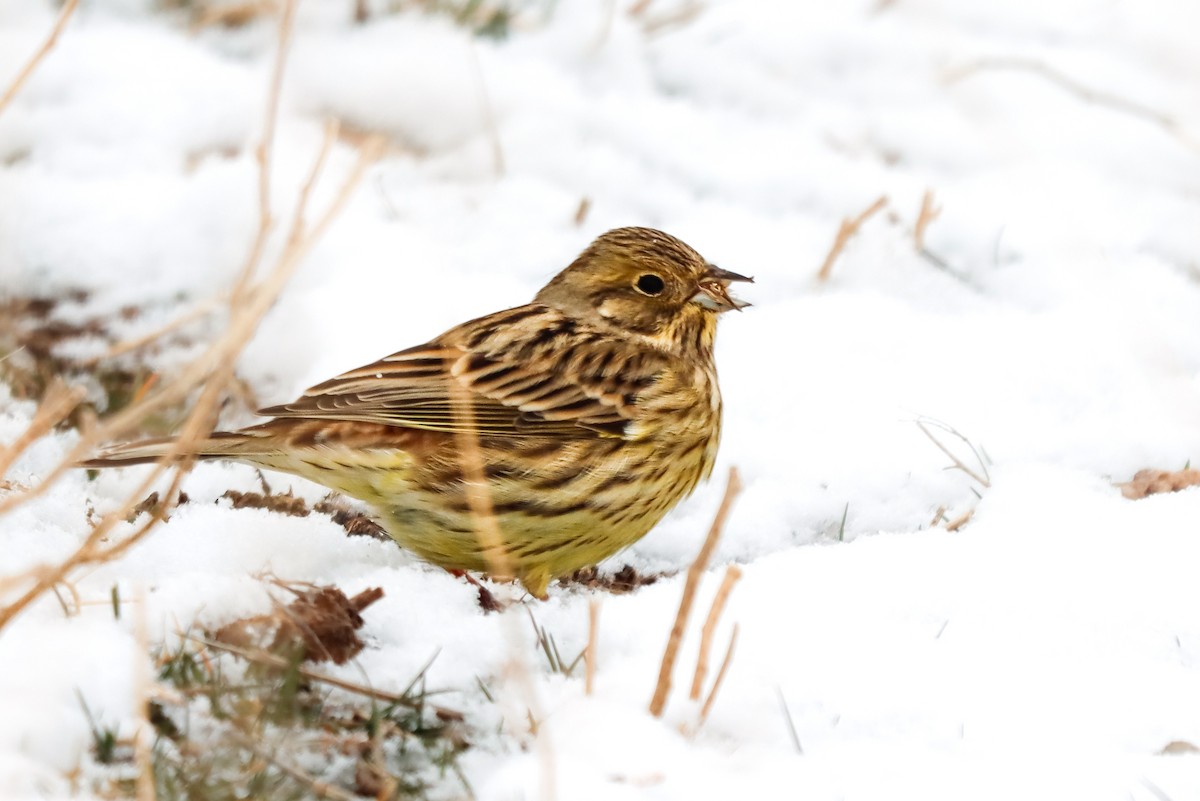 Yellowhammer - ML645273170