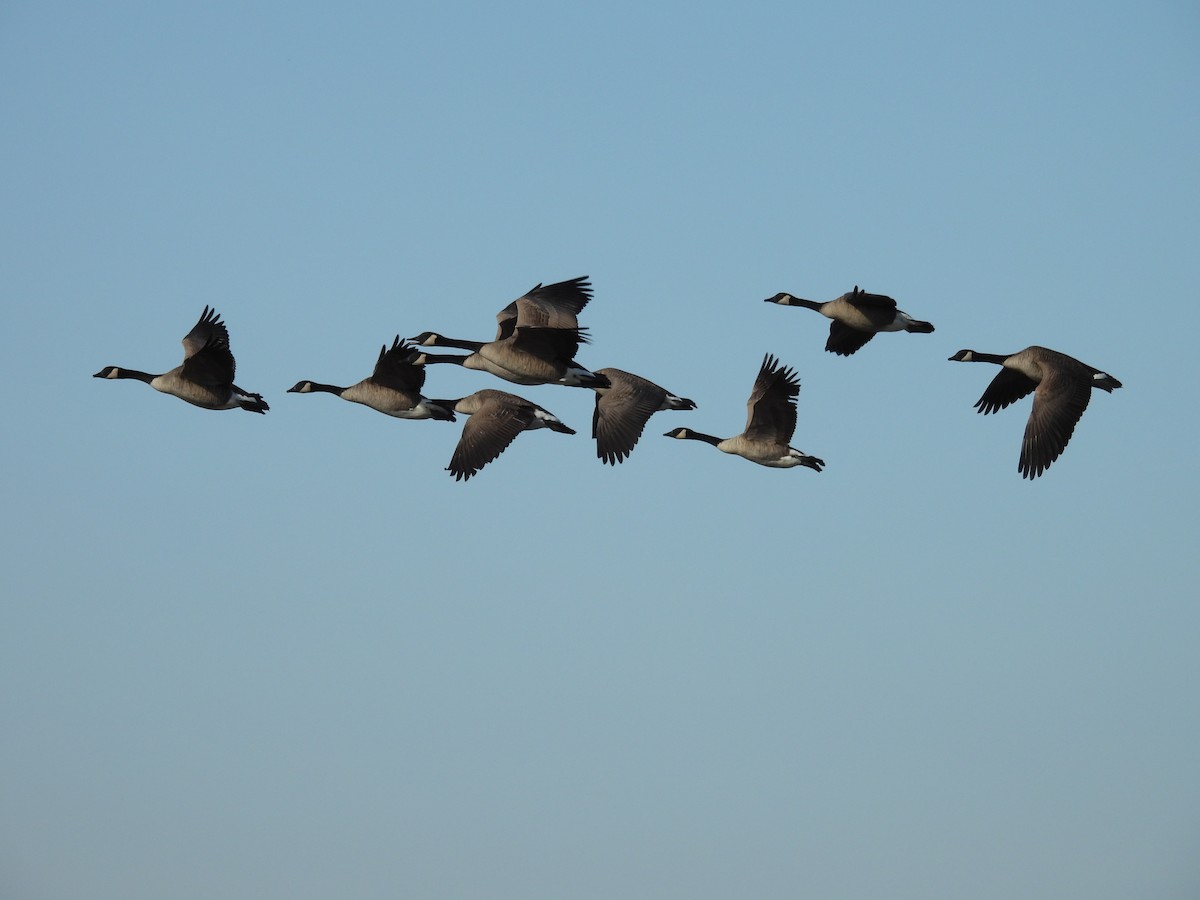 Canada Goose - ML645273176