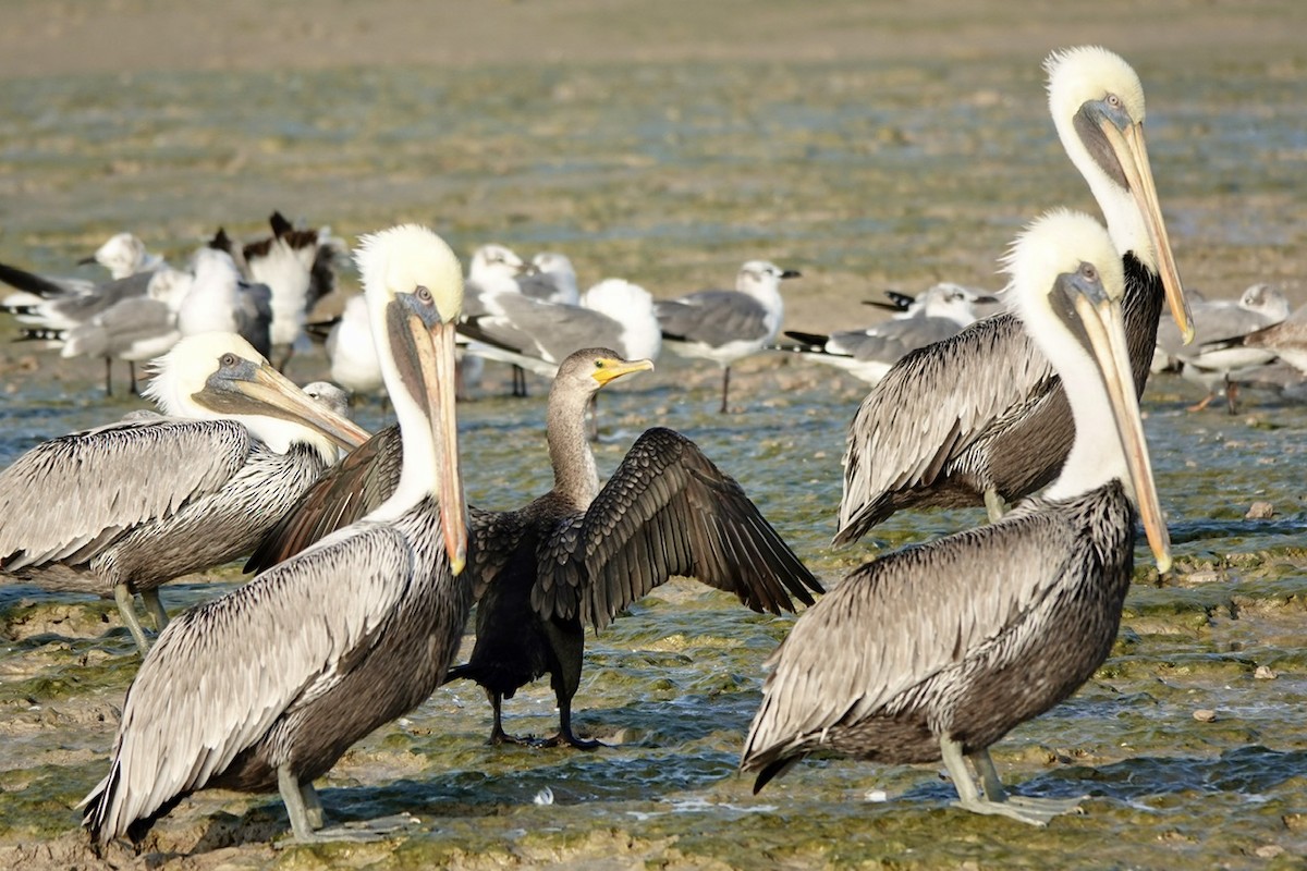 Double-crested Cormorant - ML645273190