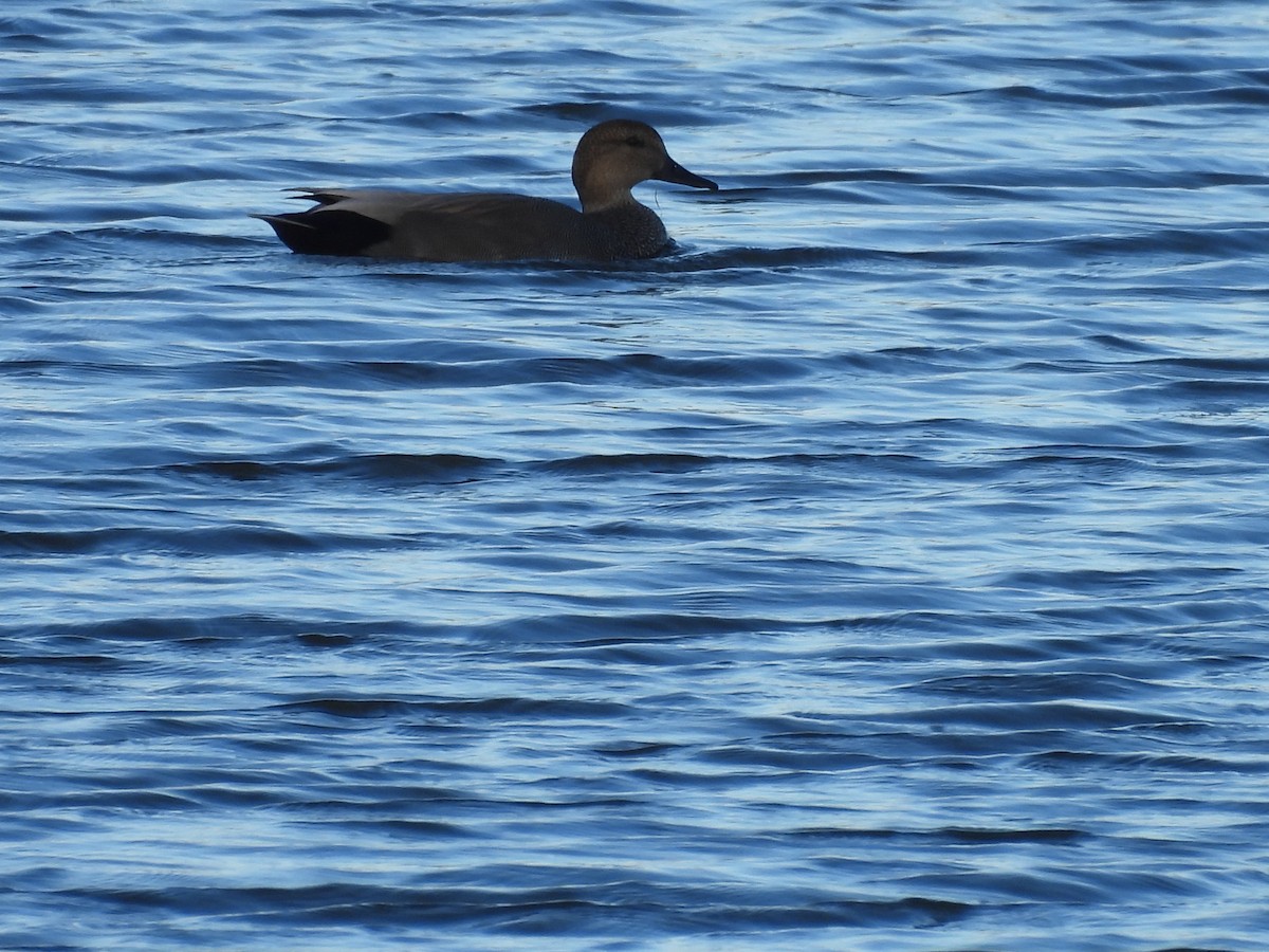 Gadwall - ML645273191