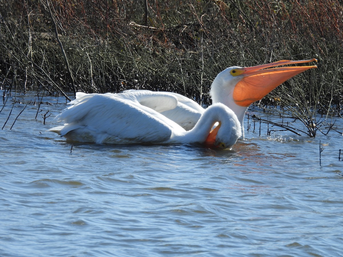 American White Pelican - ML645273196