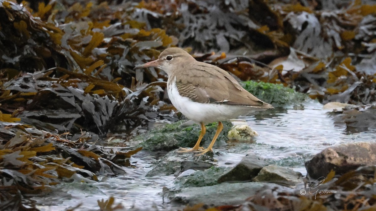 Spotted Sandpiper - ML645273203