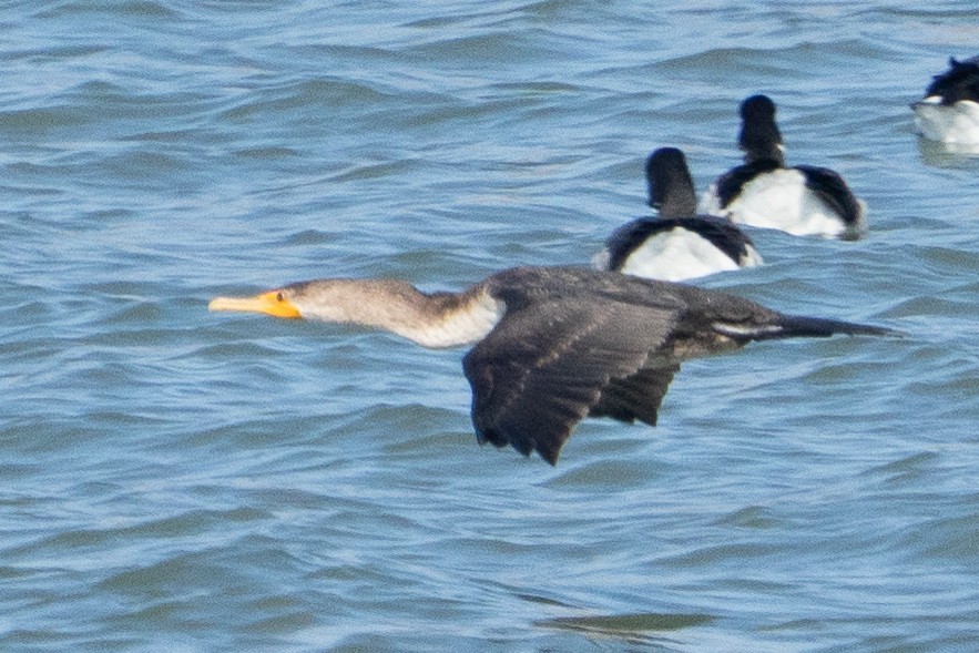 Double-crested Cormorant - ML645273205