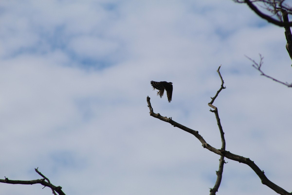 灰背隼 - ML645273240