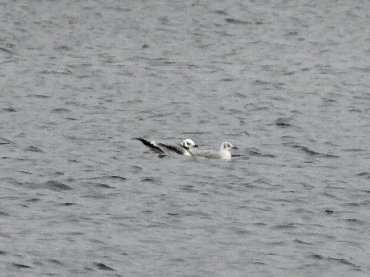 Гурван хуруут цахлай - ML645273248