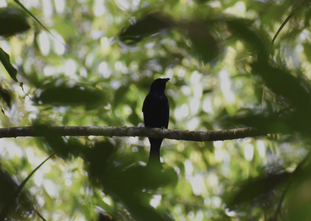 Short-tailed Drongo - ML645273258