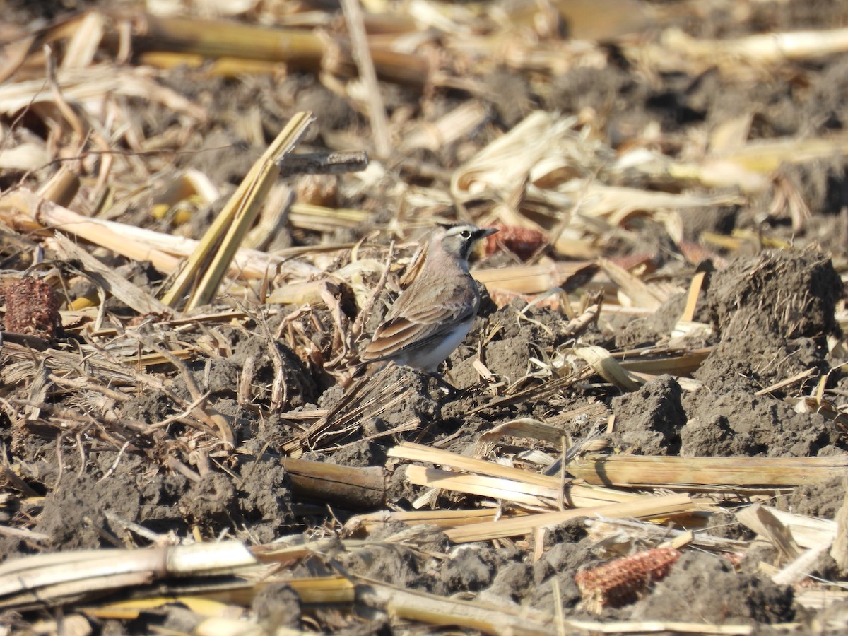 Horned Lark - ML645273259