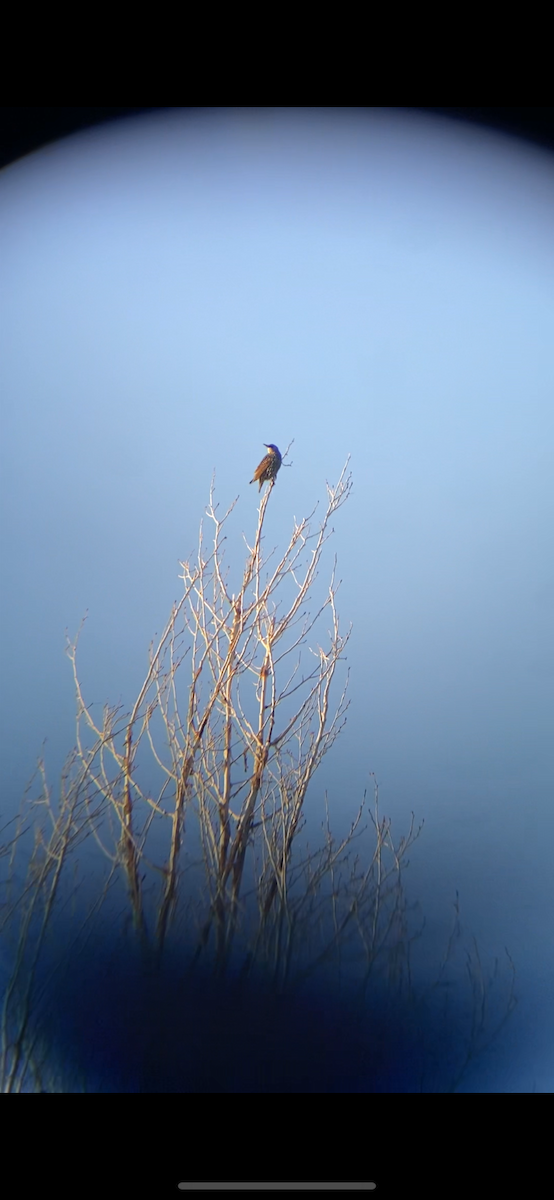 Шпак звичайний - ML645273264