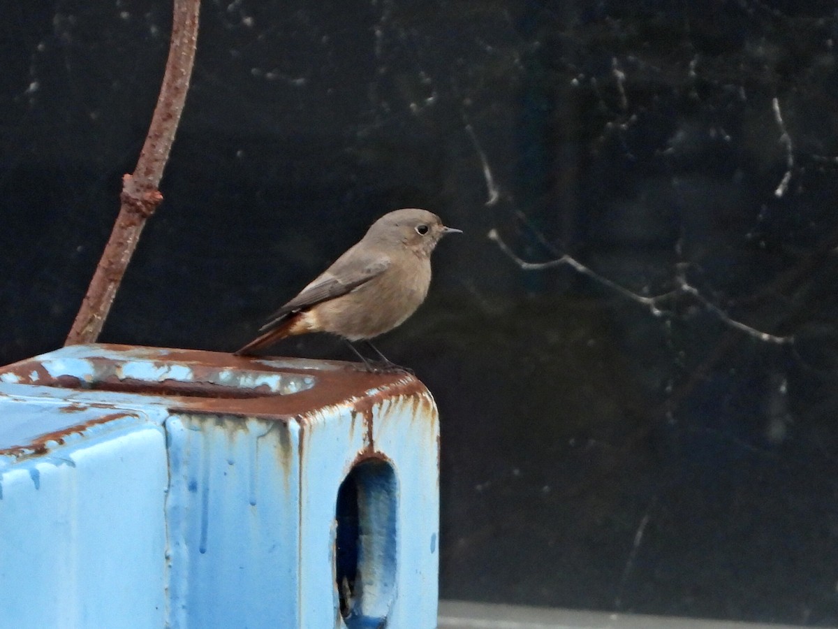 Мойлон гал сүүлт - ML645273267