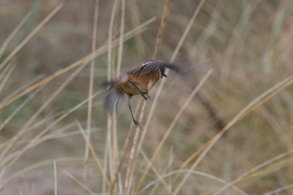 European Stonechat - ML645273288
