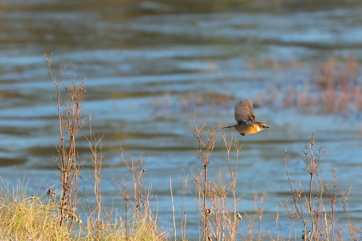 European Stonechat - ML645273291