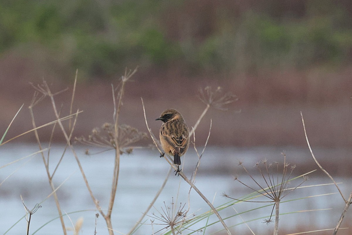 European Stonechat - ML645273293