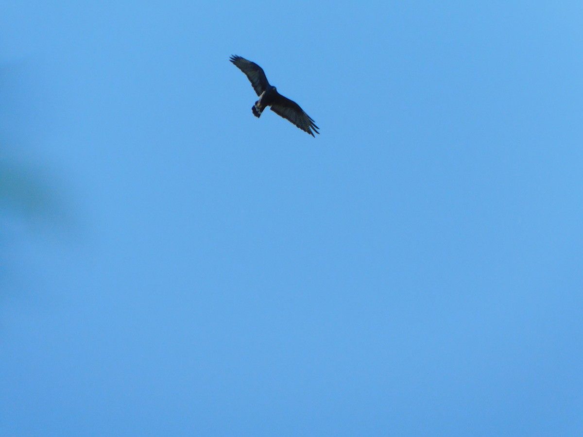 Zone-tailed Hawk - ML645273298