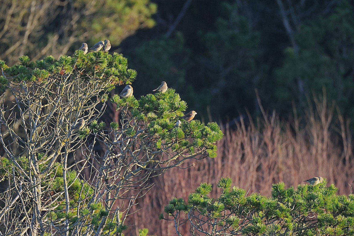 Parrot Crossbill - ML645273303