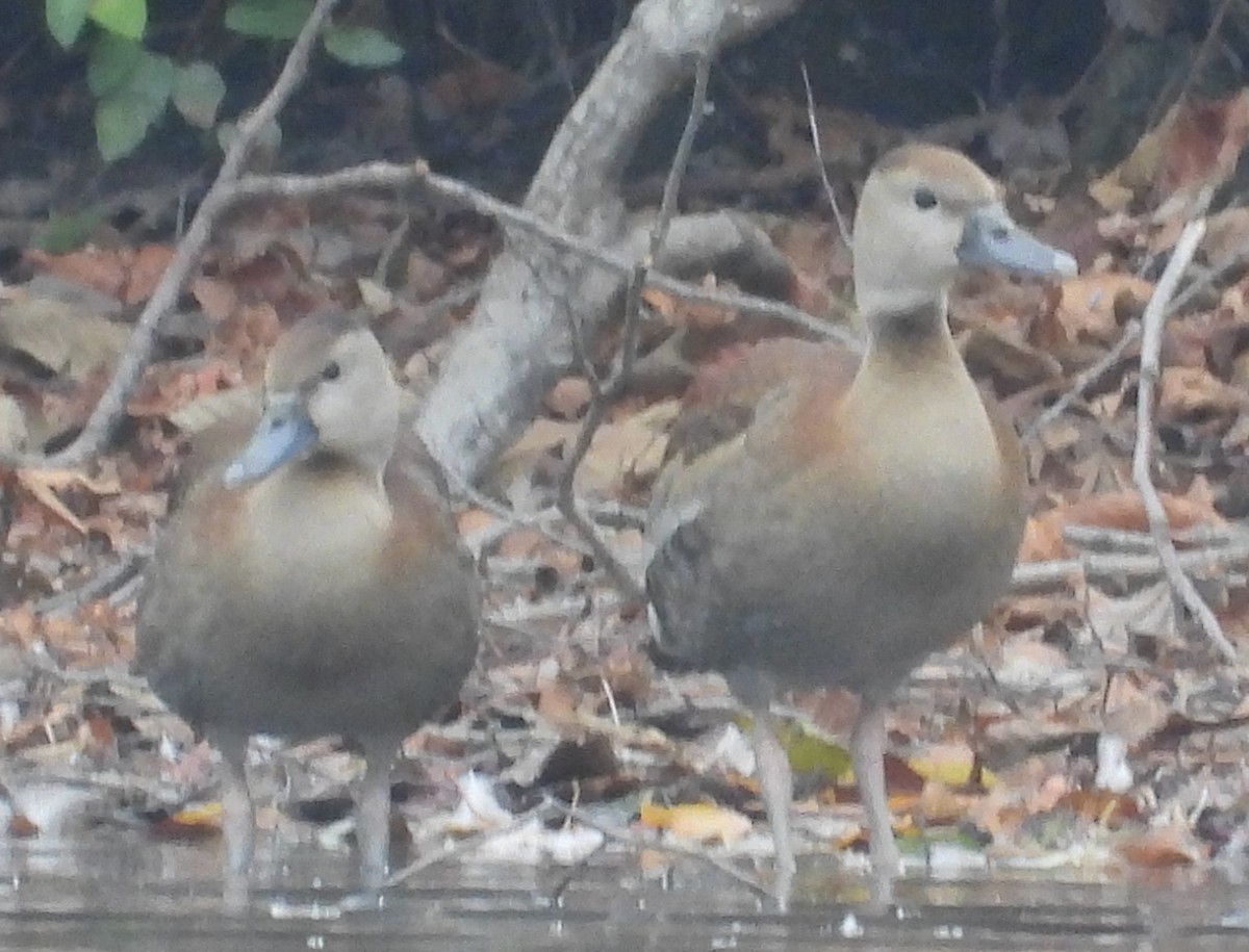 Black-bellied Whistling-Duck - ML645273309