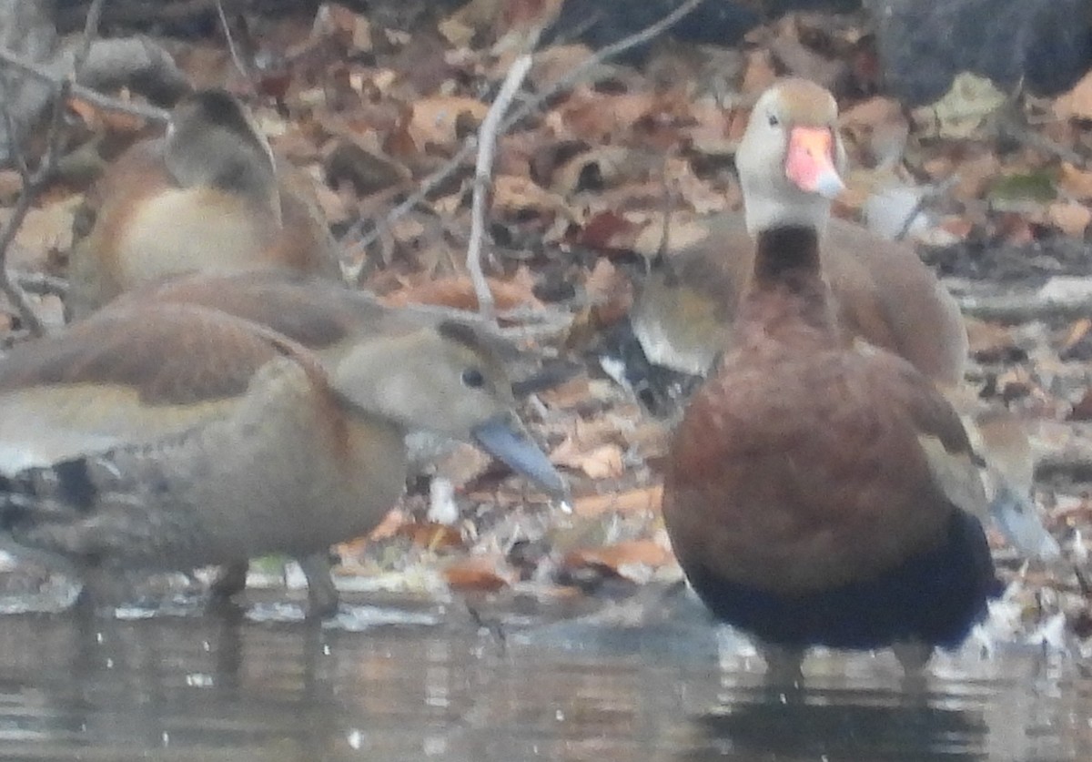 Black-bellied Whistling-Duck - ML645273310