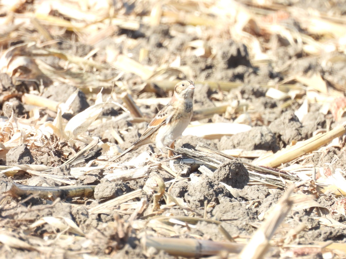 Lapland Longspur - ML645273332