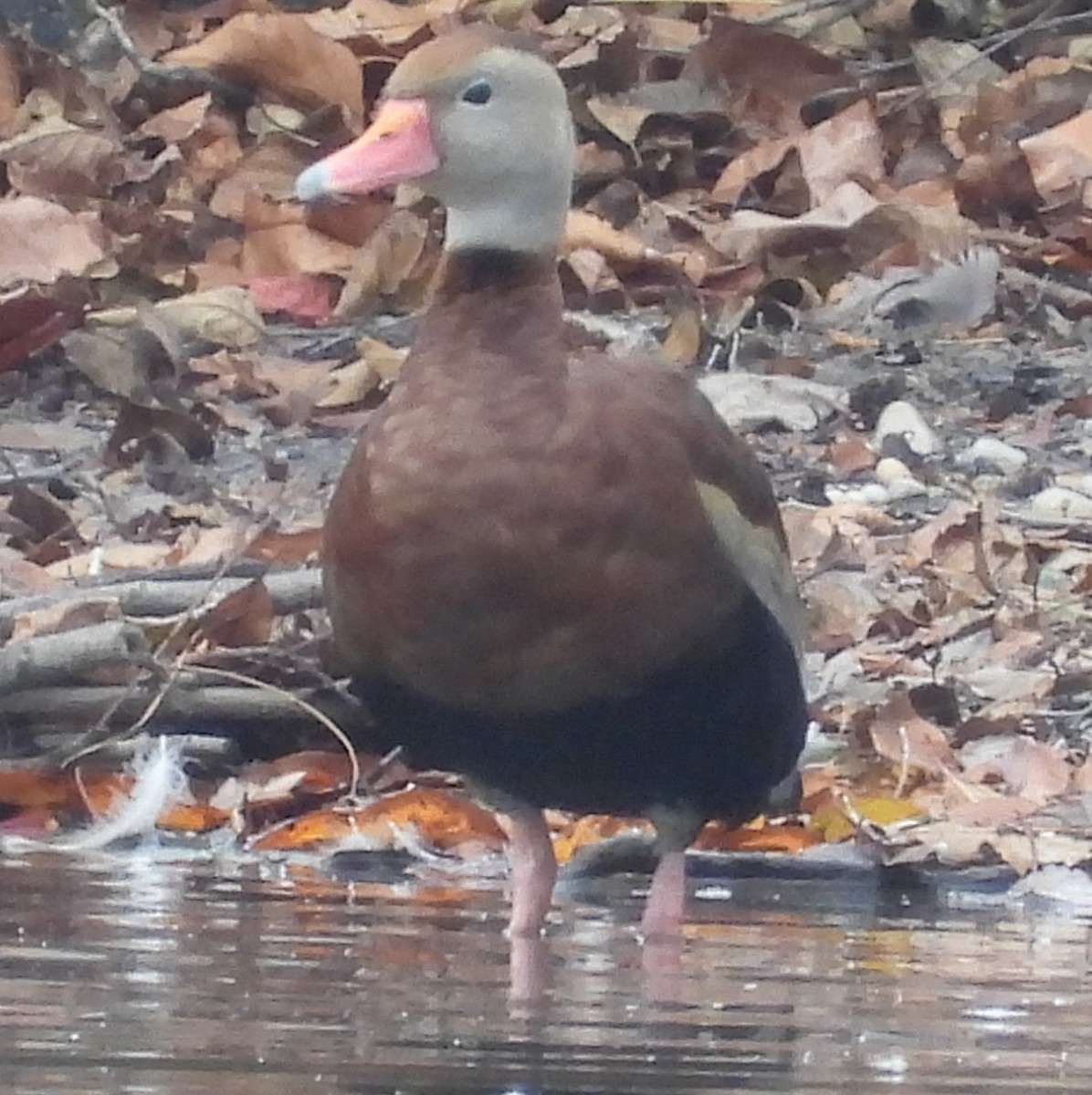 Black-bellied Whistling-Duck - ML645273335