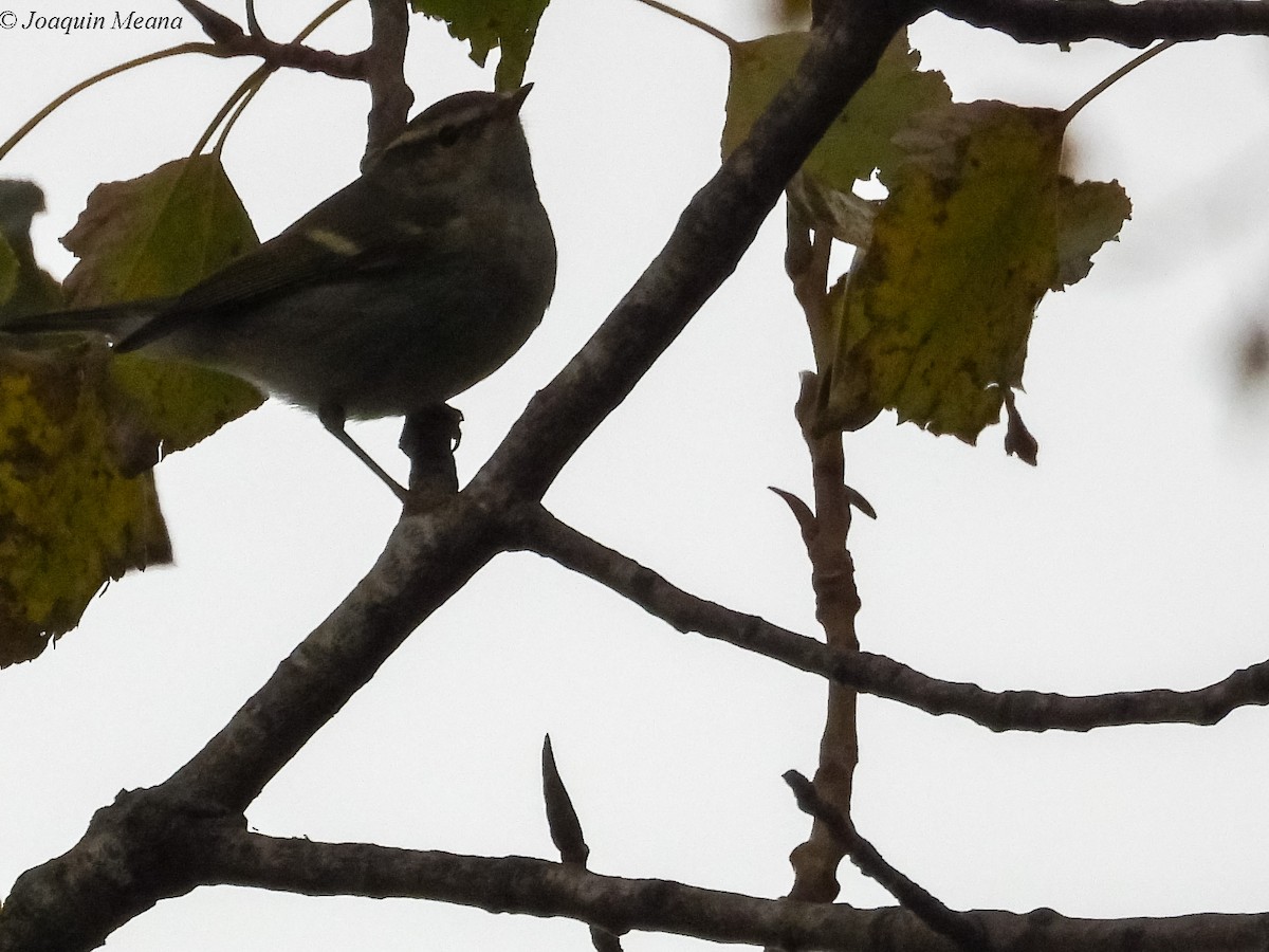 Yellow-browed Warbler - ML645273337