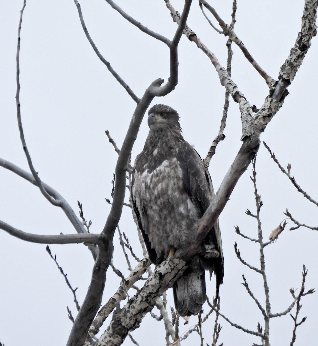 Орлан білоголовий - ML645273342
