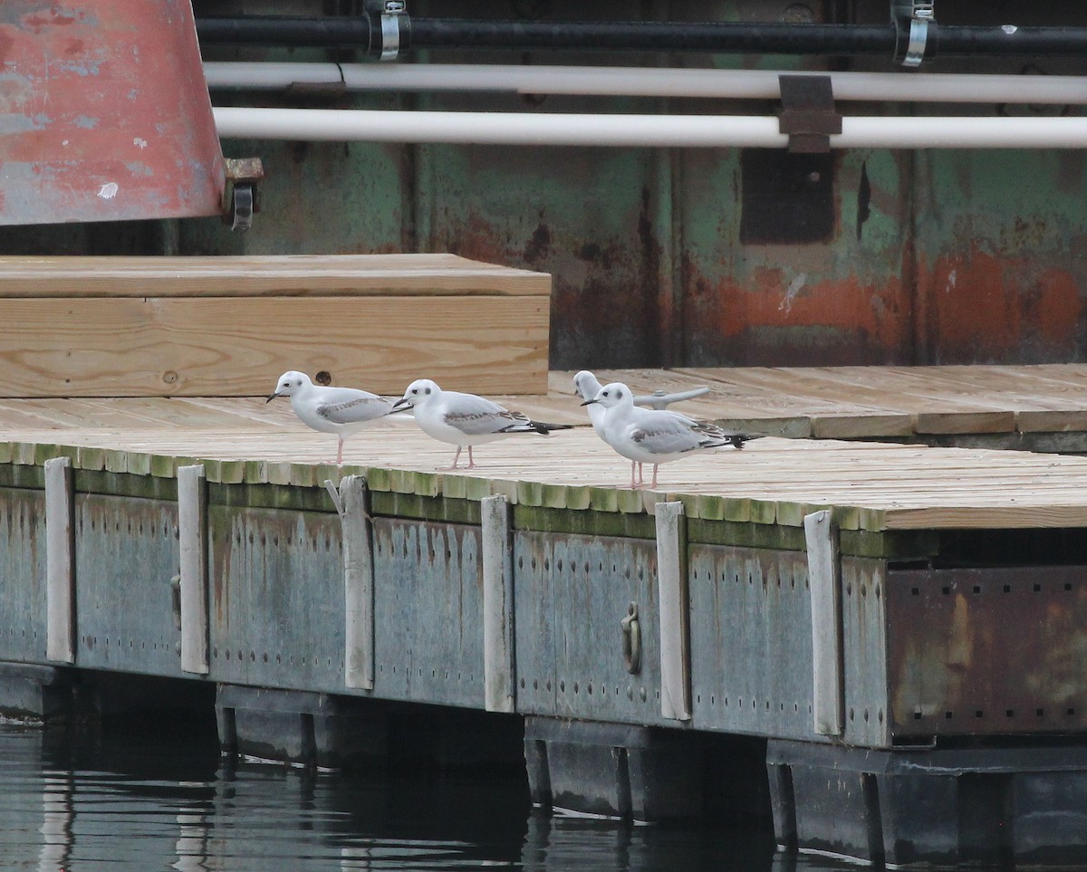 Bonaparte's Gull - ML645273344