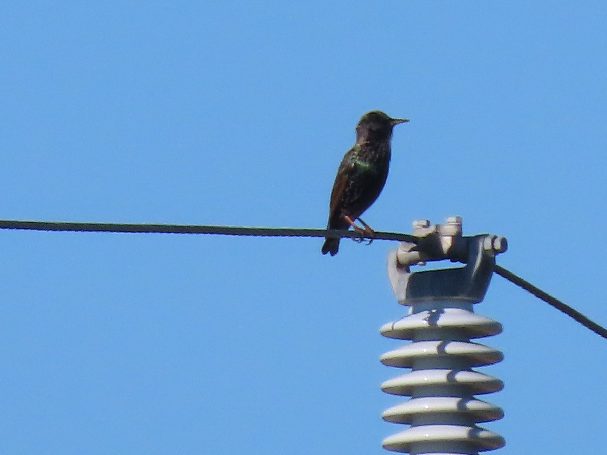 Шпак звичайний - ML645273353