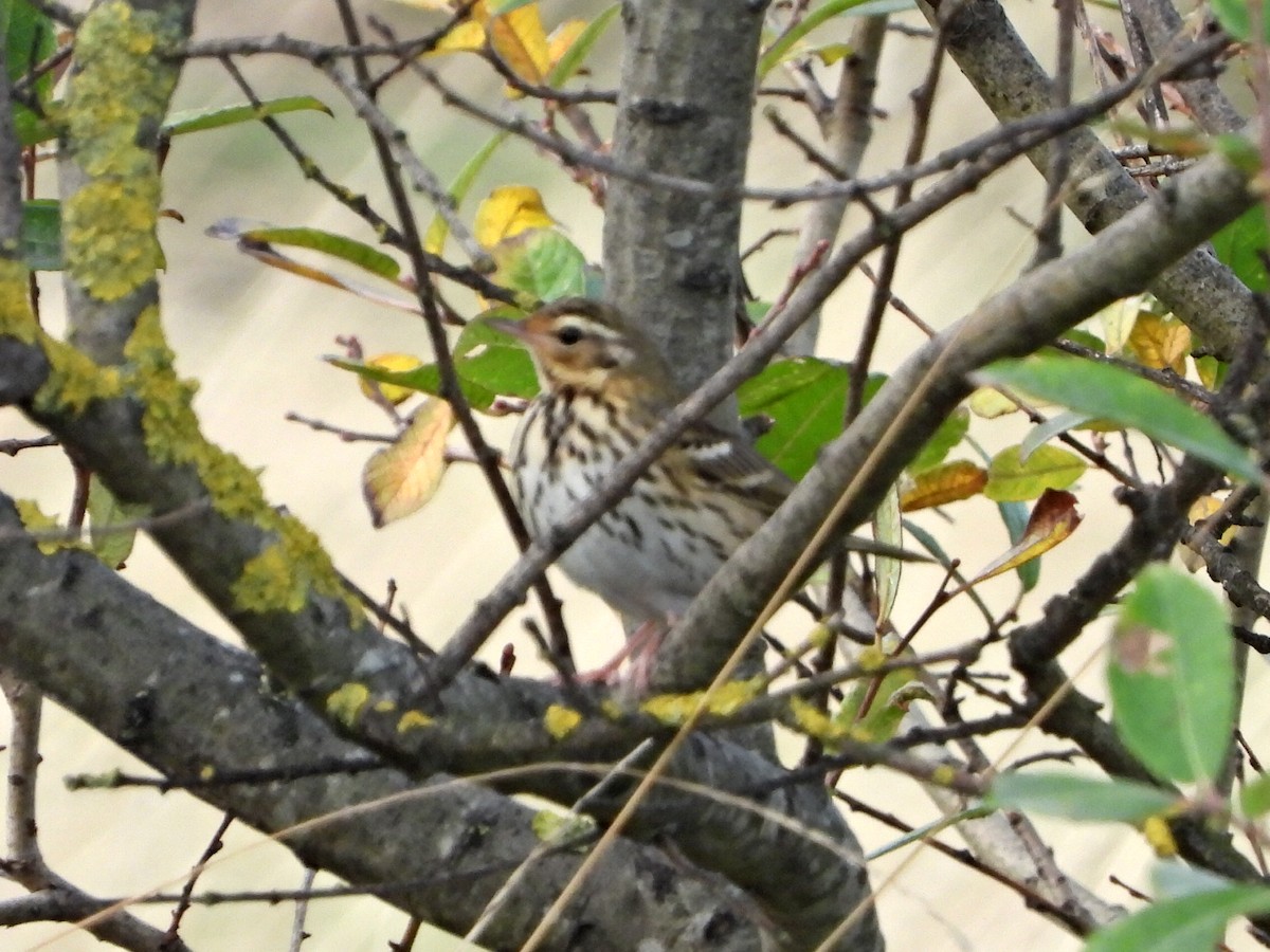 Olive-backed Pipit - ML645273364