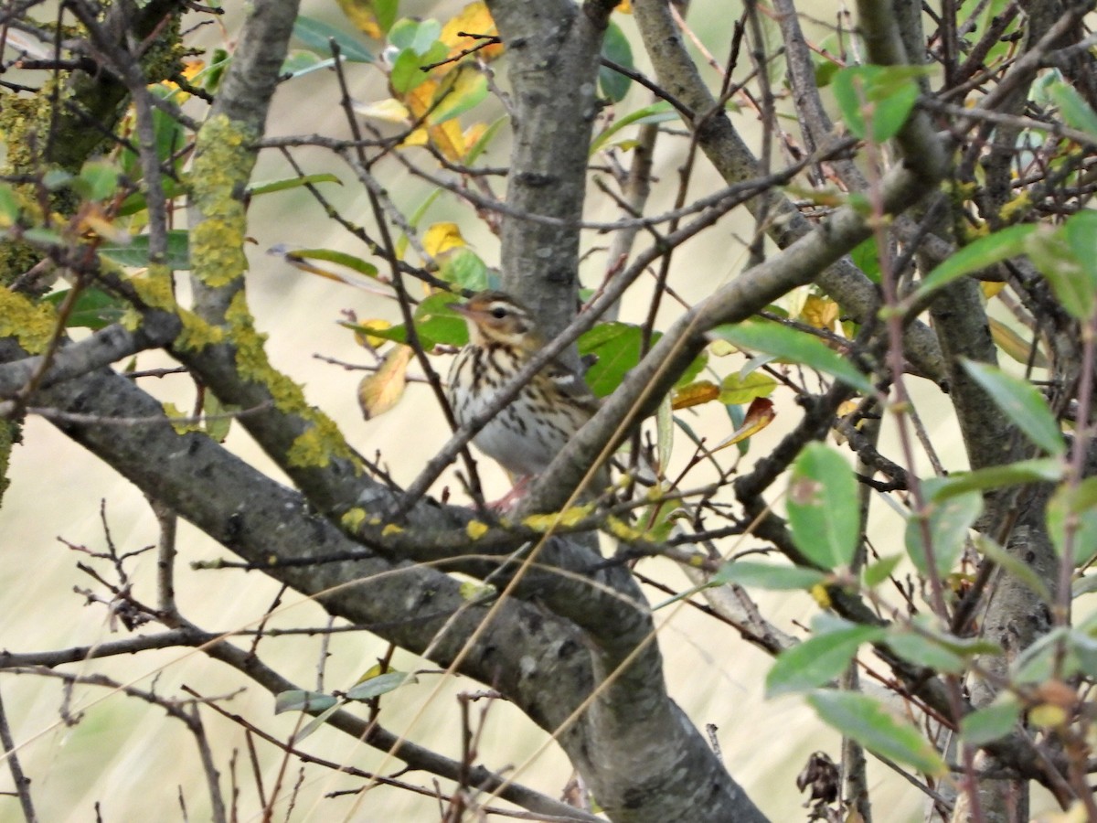 Olive-backed Pipit - ML645273365