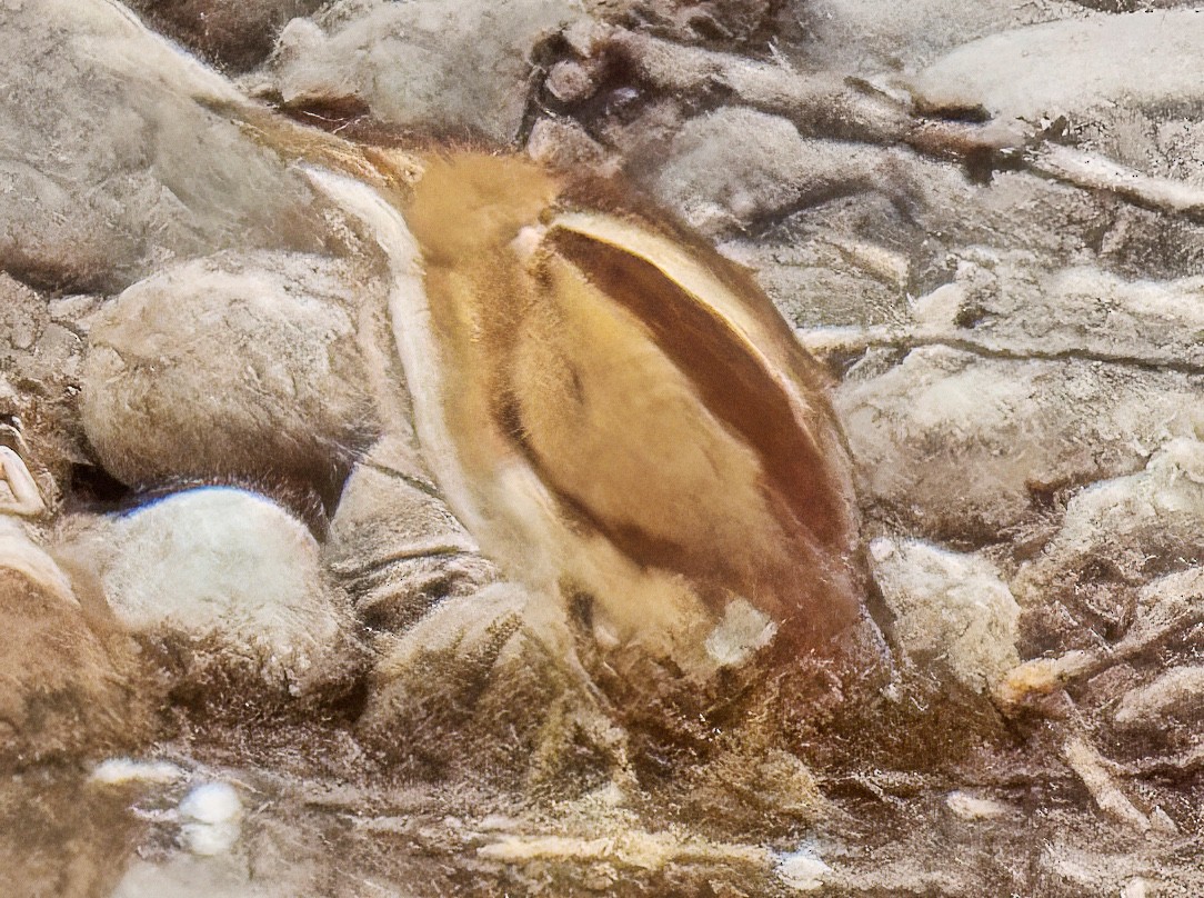 Least Bittern - ML645273366