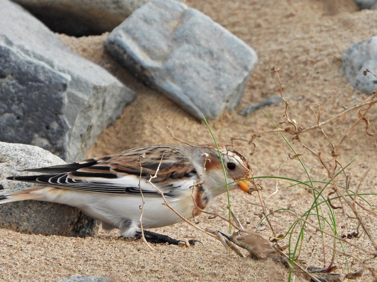 Цасч хөмрөг - ML645273381