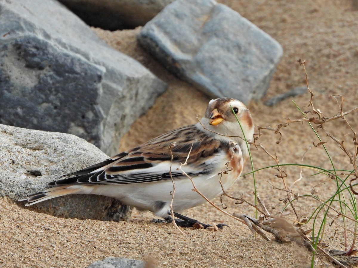 Цасч хөмрөг - ML645273382