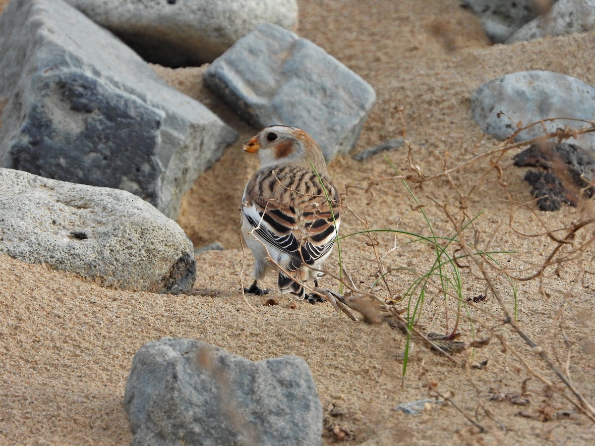 Цасч хөмрөг - ML645273384