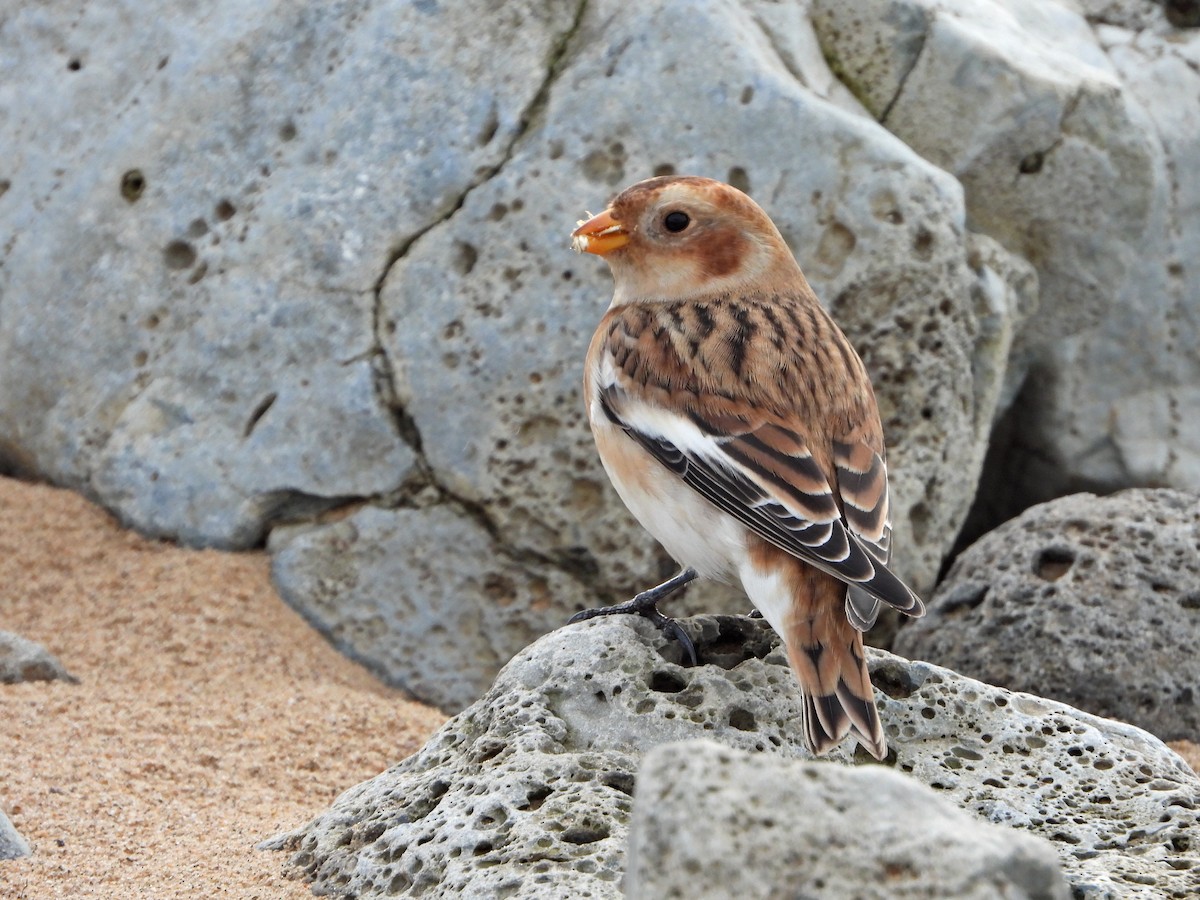 Цасч хөмрөг - ML645273385