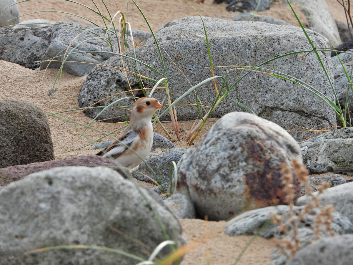 Цасч хөмрөг - ML645273386