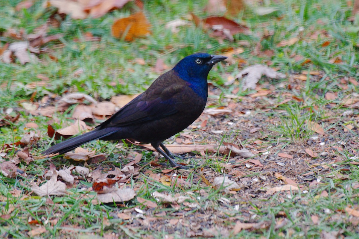 Common Grackle - ML645273389
