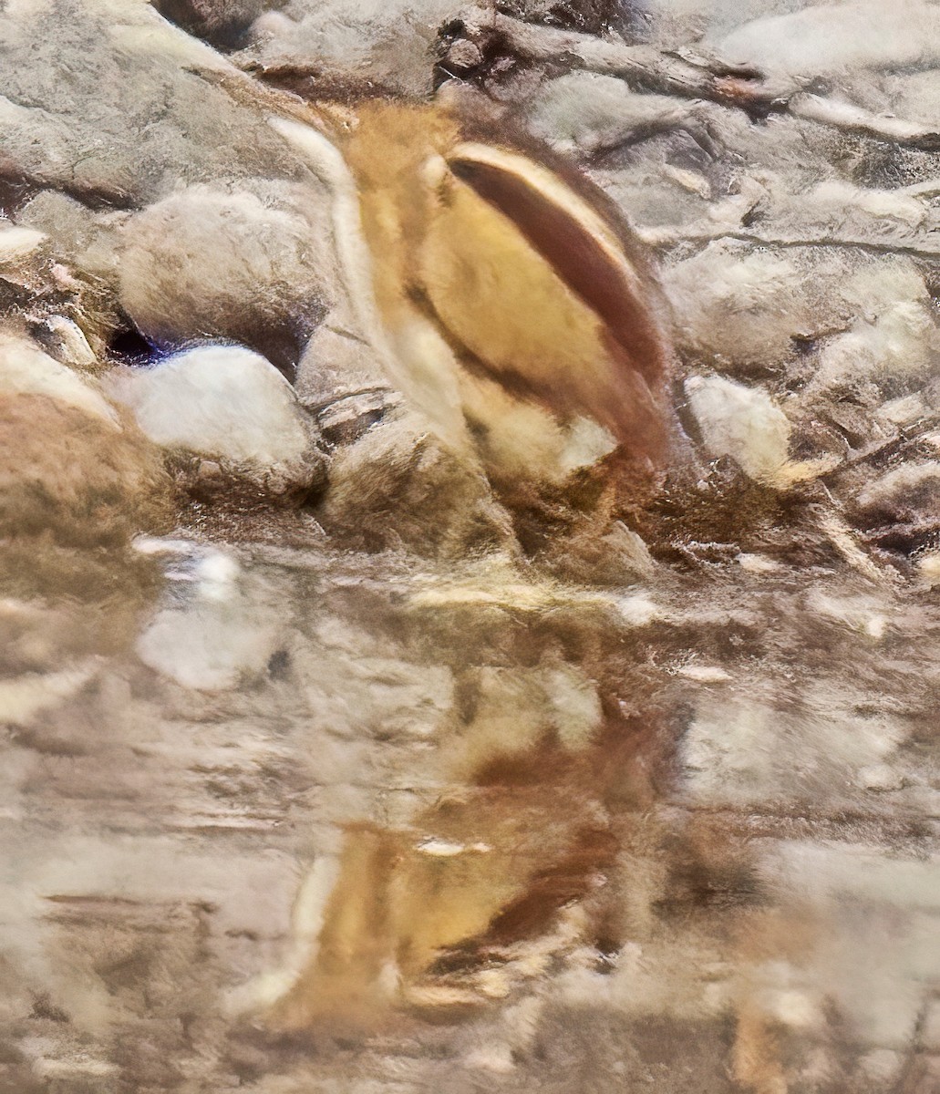 Least Bittern - ML645273397