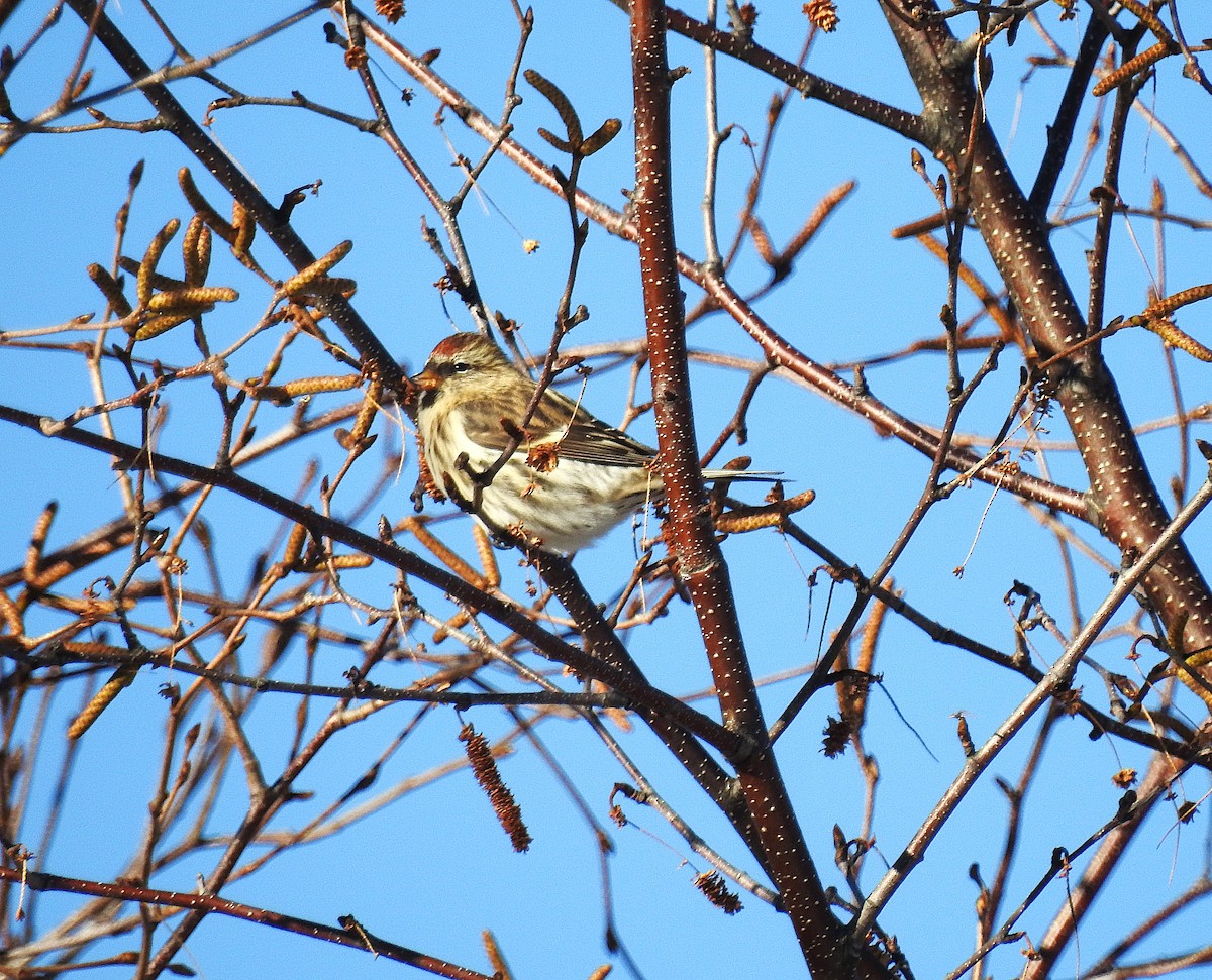 Redpoll - ML645273398