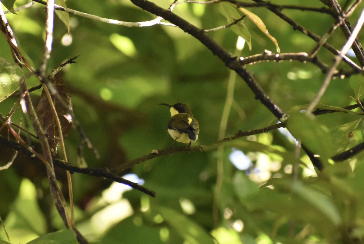 Metallic-winged Sunbird (Southern) - ML645273404
