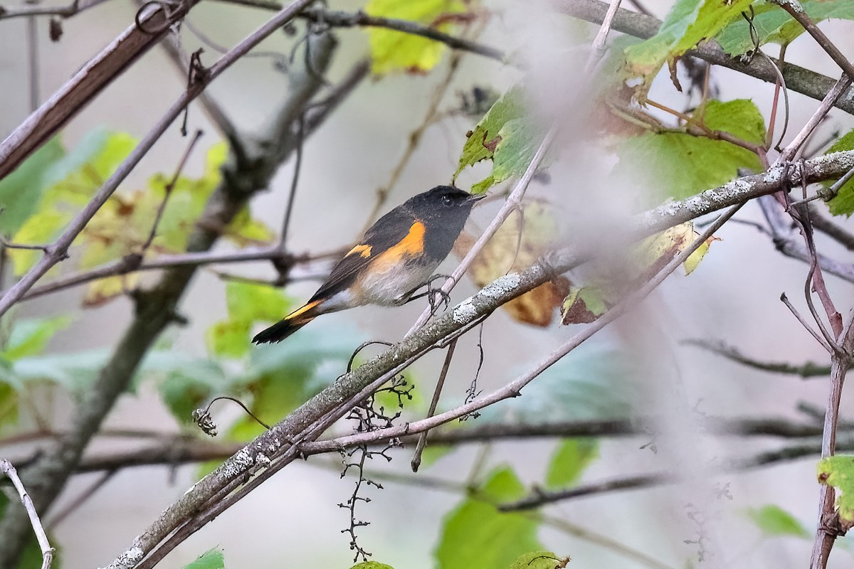 American Redstart - ML645273412