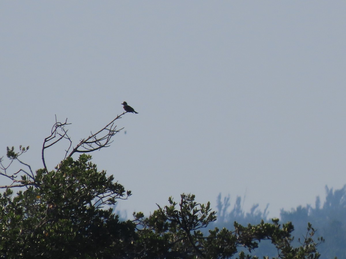 Martin handi iparramerikarra - ML645273414