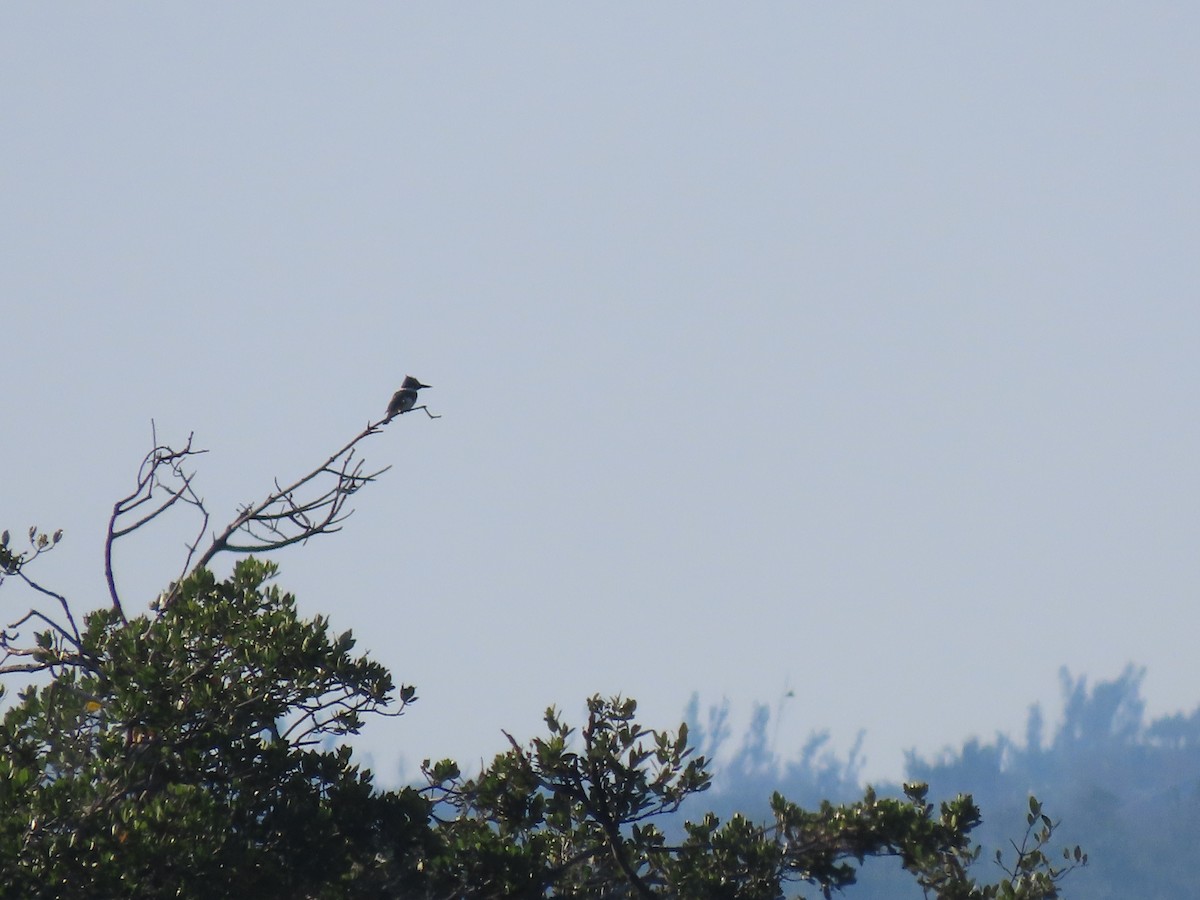 Martin handi iparramerikarra - ML645273415