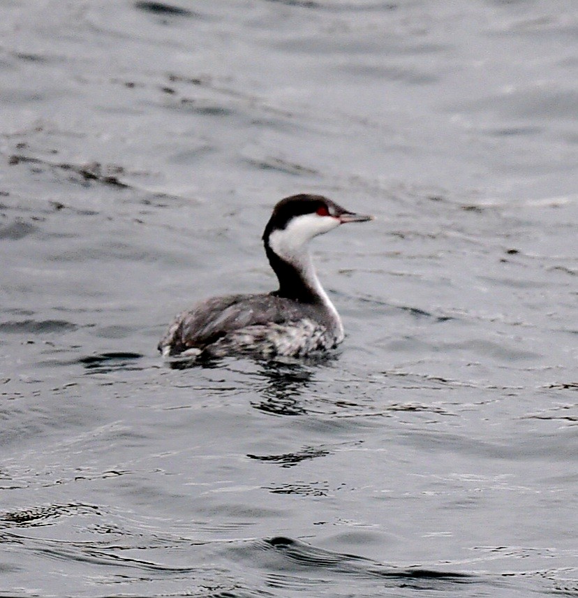 Horned Grebe - ML645273418