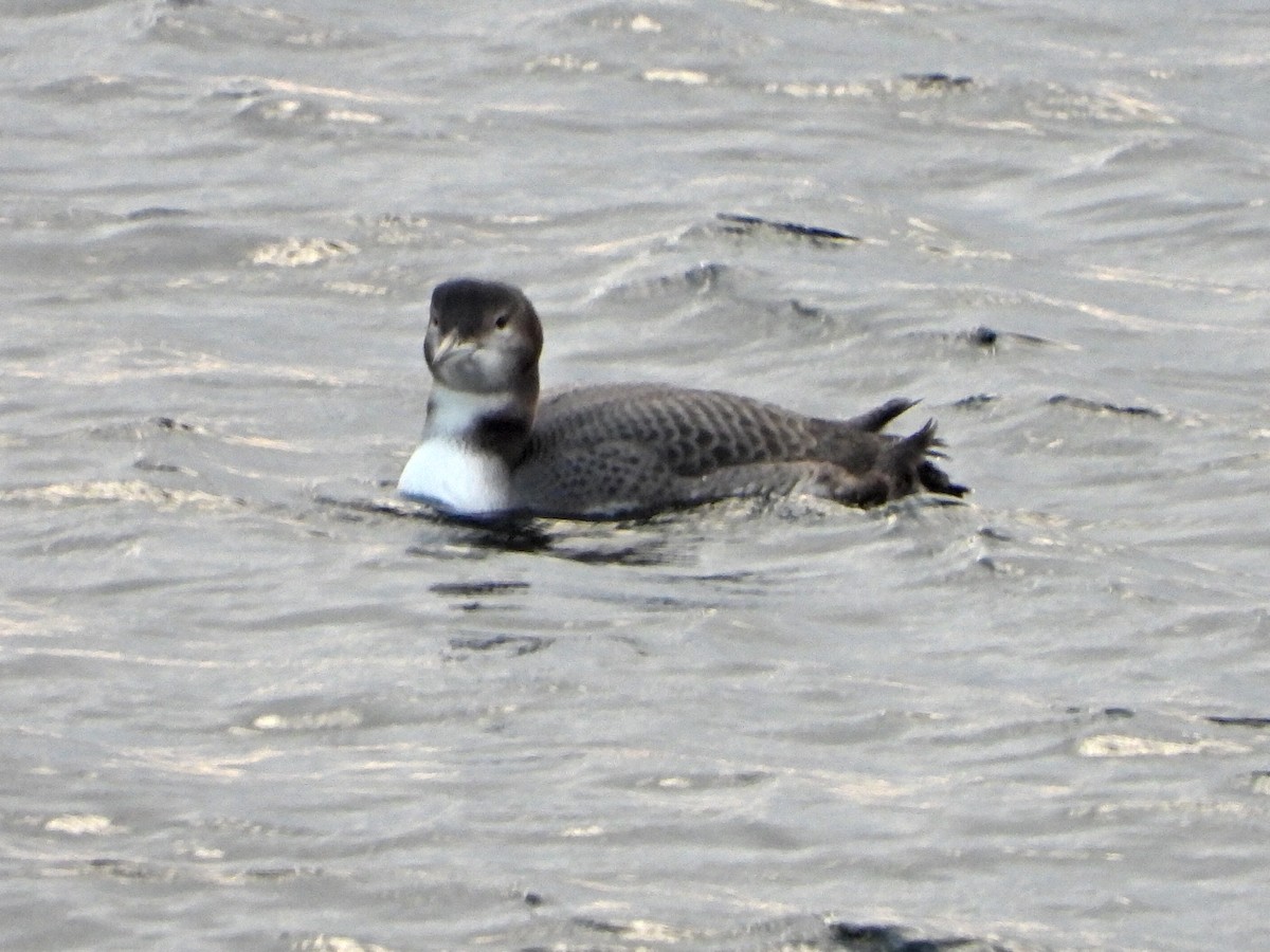 Common Loon - ML645273420